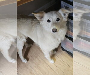 Pomeranian-pomeranian spitz Mix Dogs for adoption in Jackson, NJ, USA