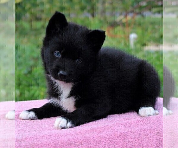 Medium Photo #2 Pomsky Puppy For Sale in GAP, PA, USA