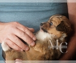 Small Photo #11 Pembroke Welsh Corgi Puppy For Sale in CRESTVIEW, FL, USA