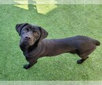 Small Photo #2 Labrador Retriever-Unknown Mix Puppy For Sale in Norco, CA, USA