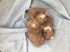 Small Photo #1 Cavapoo Puppy For Sale in FRISCO, TX, USA