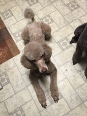 Mother of the Labradoodle puppies born on 03/07/2019
