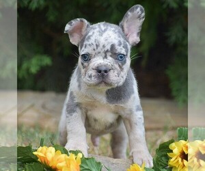 French Bulldog Puppy for sale in QUARRYVILLE, PA, USA