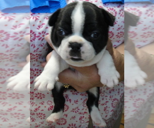 Boston Terrier Puppy for sale in CRKD RVR RNCH, OR, USA
