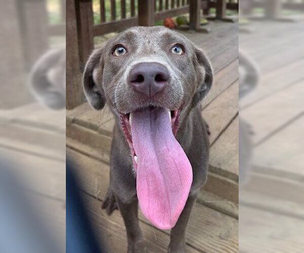 Medium Photo #1 Labmaraner Puppy For Sale in Wetumpka, AL, USA