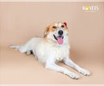 Small #3 Australian Shepherd Mix