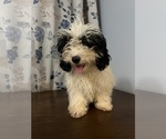 Small #25 Cavapoo-Poodle (Miniature) Mix