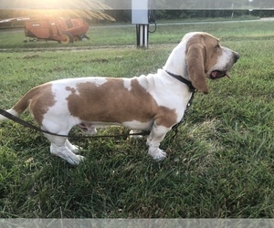 Father of the Basset Hound puppies born on 03/23/2022