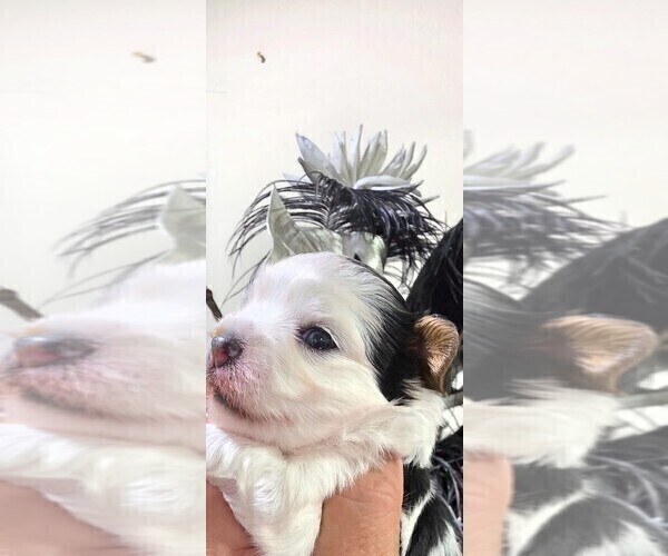 Medium Photo #3 Yorkshire Terrier Puppy For Sale in TEMPE, AZ, USA