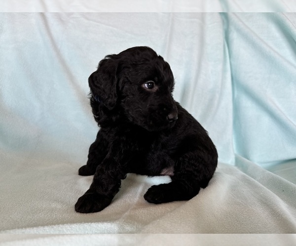 Medium Photo #6 Goldendoodle Puppy For Sale in CHIPLEY, FL, USA