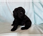 Small Photo #6 Goldendoodle Puppy For Sale in CHIPLEY, FL, USA