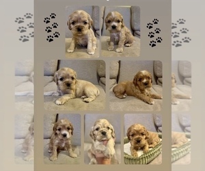 Cocker Spaniel Puppy for sale in WAYLAND, MA, USA
