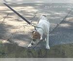 Small American Pit Bull Terrier