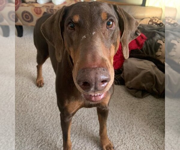 Medium Photo #2 Doberman Pinscher Puppy For Sale in Minneaoplis, MN, USA