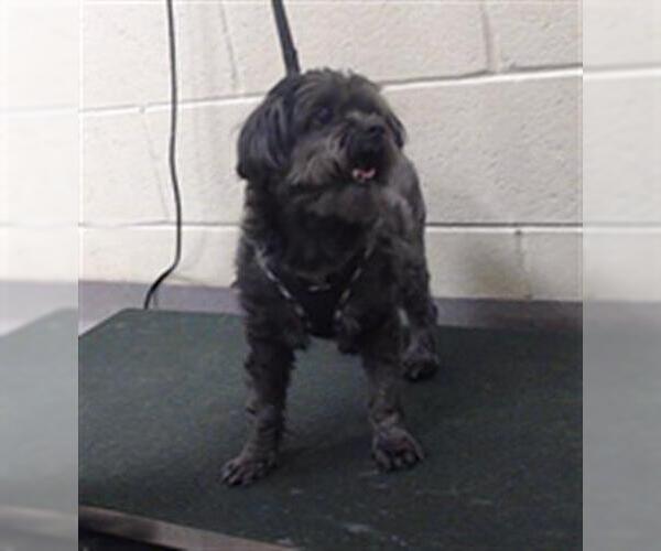 Medium Photo #1 Shih Tzu-Unknown Mix Puppy For Sale in Denver, CO, USA