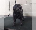 Small Shih Tzu Mix