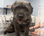 Small #2 Cairn Terrier Mix