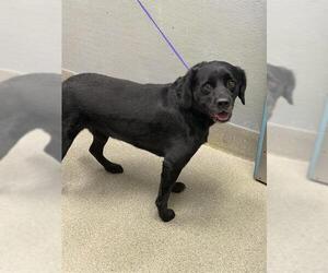 Labrador Retriever-Unknown Mix Dogs for adoption in Las Vegas, NV, USA