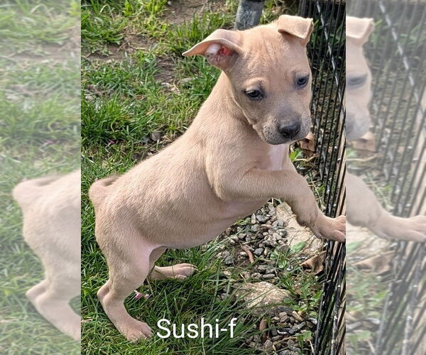 Medium Photo #1 Chihuahua-Rhodesian Ridgeback Mix Puppy For Sale in San Bernardino, CA, USA