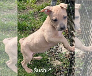 Chihuahua-Rhodesian Ridgeback Mix Dogs for adoption in San Bernardino, CA, USA