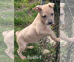 Small Chihuahua-Rhodesian Ridgeback Mix