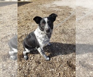Australian Stumpy Tail Cattle Dog-Unknown Mix Puppy for sale in HAZLETON, IA, USA