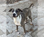 Small #1 Mutt