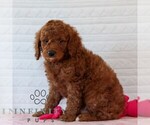 Small #4 Goldendoodle (Miniature)