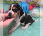 Image preview for Ad Listing. Nickname: Mitzy