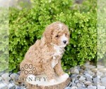Small #2 Cavapoo
