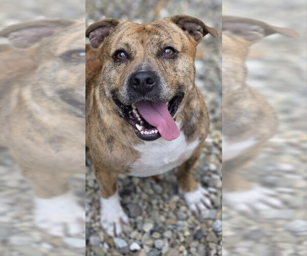 Medium Photo #2 Mutt Puppy For Sale in Woodsfield, OH, USA