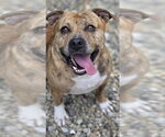 Small #1 Mutt