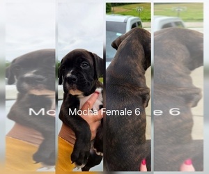 Boxer Puppy for Sale in COXS CREEK, Kentucky USA