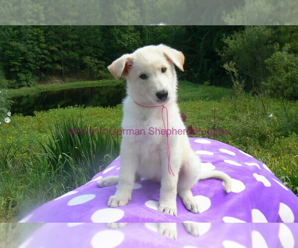 Medium Photo #5 German Shepherd Dog Puppy For Sale in PIEDMONT, MO, USA