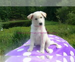 Small #4 German Shepherd Dog