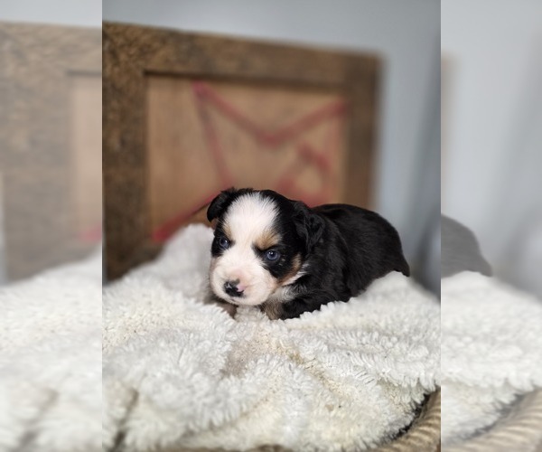 Medium Photo #4 Miniature Australian Shepherd Puppy For Sale in RUSSELLVILLE, AL, USA