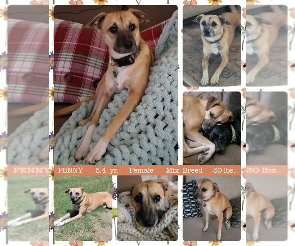 Medium Photo #2 Beagle-Black Mouth Cur Mix Puppy For Sale in Mesa, AZ, USA