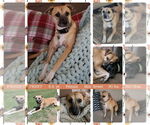 Small #1 Beagle-Black Mouth Cur Mix