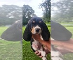 Puppy Spike Basset Hound