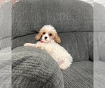 Image preview for Ad Listing. Nickname: Maverick