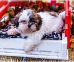 Small Photo #52 Shih Tzu Puppy For Sale in WAKARUSA, IN, USA