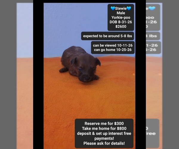 Medium Photo #1 Yorkipoo Puppy For Sale in TUCSON, AZ, USA