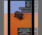 Image preview for Ad Listing. Nickname: Stewie
