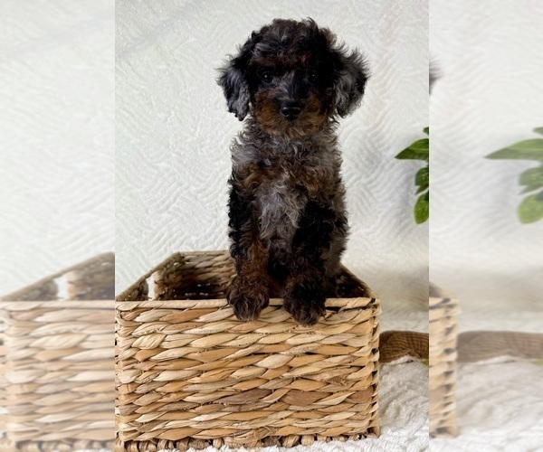 Medium Photo #1 Cock-A-Poo Puppy For Sale in GREENFIELD, IN, USA