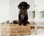 Image preview for Ad Listing. Nickname: Cora