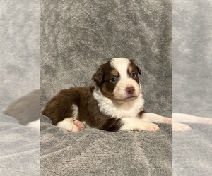 Medium Australian Shepherd