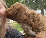 Small #4 Poodle (Miniature)