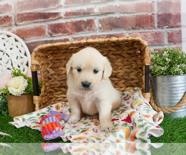 Medium Photo #5 Golden Retriever Puppy For Sale in SYRACUSE, IN, USA