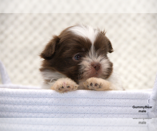 Medium Photo #2 Shiranian Puppy For Sale in CLARE, MI, USA