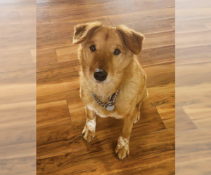 Shiba Inu-Unknown Mix Dogs for adoption in Anchorage, AK, USA